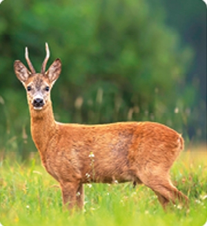 capriolo capriolo