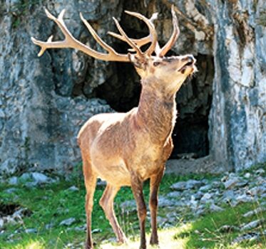 cervo cervo