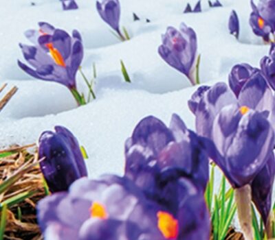 crocus crocus