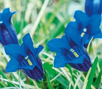 genziana genziana