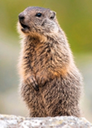marmotta marmotta